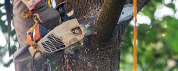 Best Fruit Tree Pruning  in Sheboygan Falls, WI