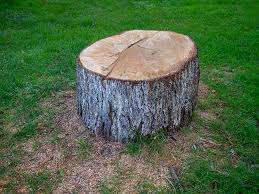 Best Tree Cabling and Bracing  in Sheboygan Falls, WI