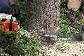 Best Tree Trimming and Pruning  in Sheboygan Falls, WI