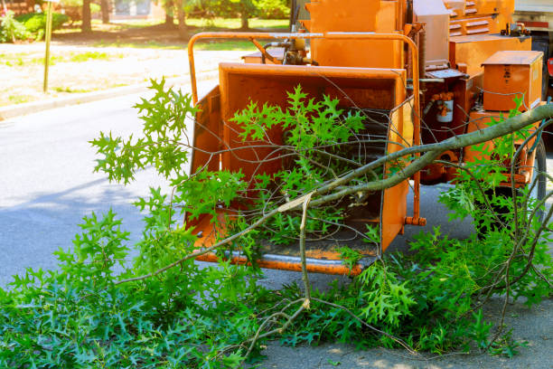 Best Utility Line Clearance  in Sheboygan Falls, WI