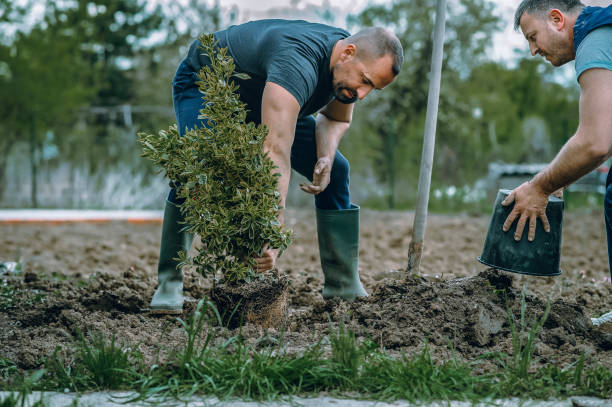 Best Storm Damage Tree Cleanup  in Sheboygan Falls, WI