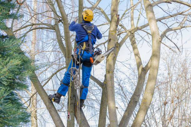 Best Tree Risk Assessment  in Sheboygan Falls, WI