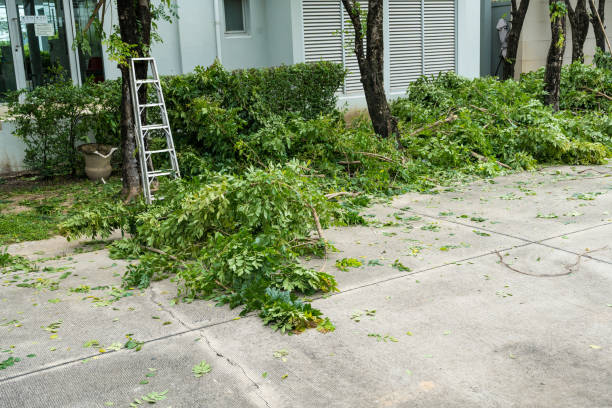 Best Leaf Removal  in Sheboygan Falls, WI
