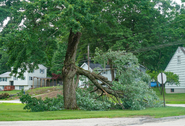 Best Tree Removal  in Sheboygan Falls, WI