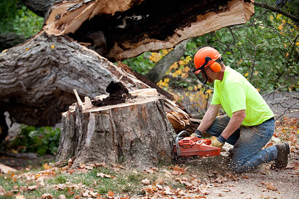 How Our Tree Care Process Works  in  Sheboygan Falls, WI