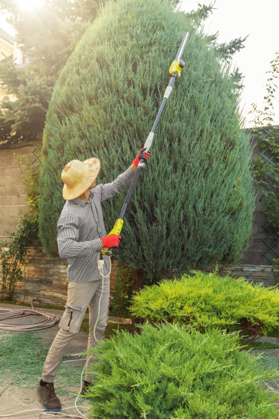 Best Hedge Trimming  in Sheboygan Falls, WI