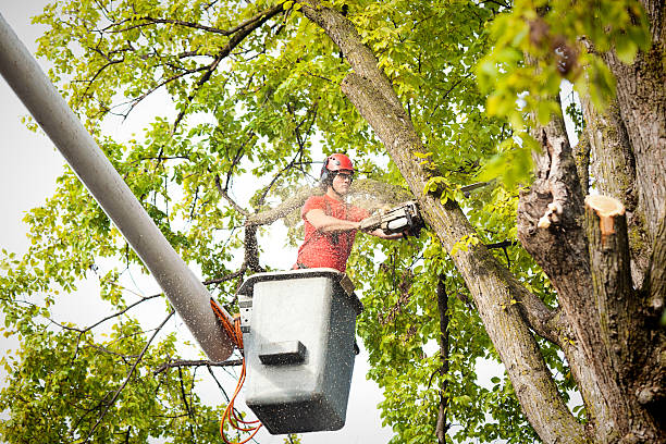 Sheboygan Falls, WI Tree Services Company