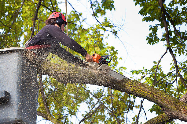 Best Tree Mulching  in Sheboygan Falls, WI