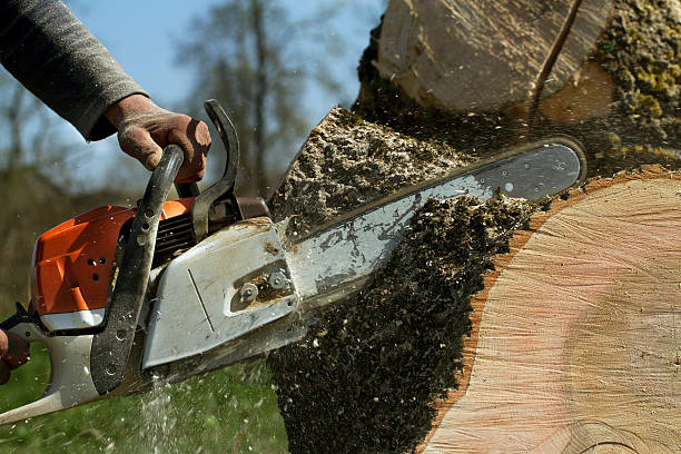 Best Tree Preservation Services  in Sheboygan Falls, WI