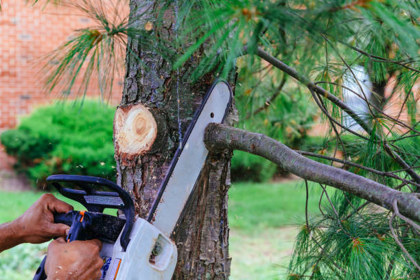 Best Tree Maintenance Programs  in Sheboygan Falls, WI